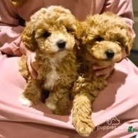 Maltipoo - Both