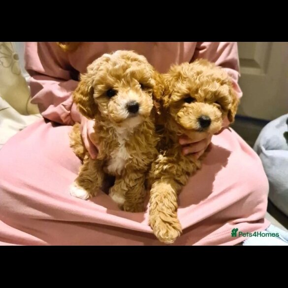 Maltipoo - Both