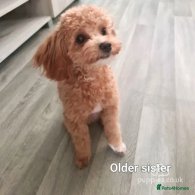 Maltipoo - Both