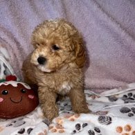 Maltipoo - Both