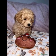 Maltipoo - Both