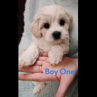 Maltipoo - Both