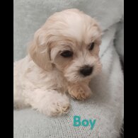 Maltipoo - Both