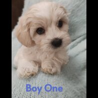 Maltipoo - Both