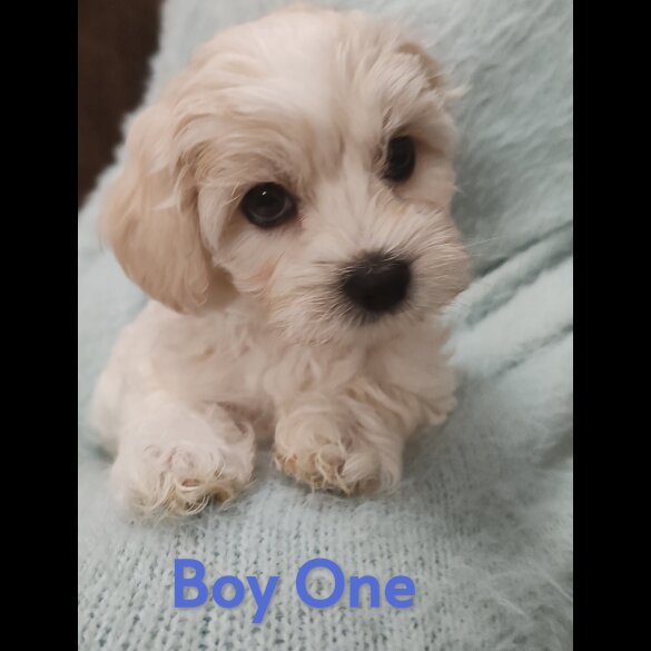 Maltipoo - Both