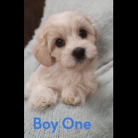 Maltipoo - Both