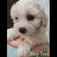 Maltipoo - Both