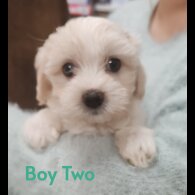 Maltipoo - Both