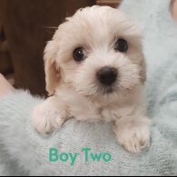 Maltipoo - Both