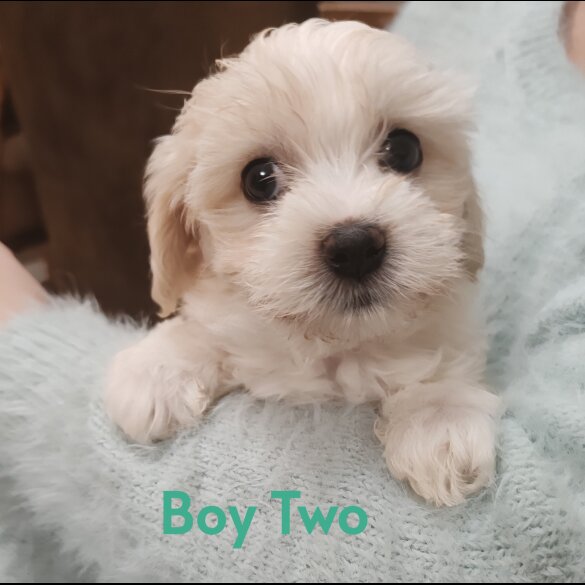 Maltipoo - Both