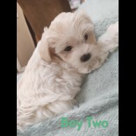 Maltipoo - Both