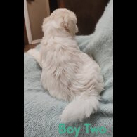 Maltipoo - Both