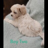 Maltipoo - Both