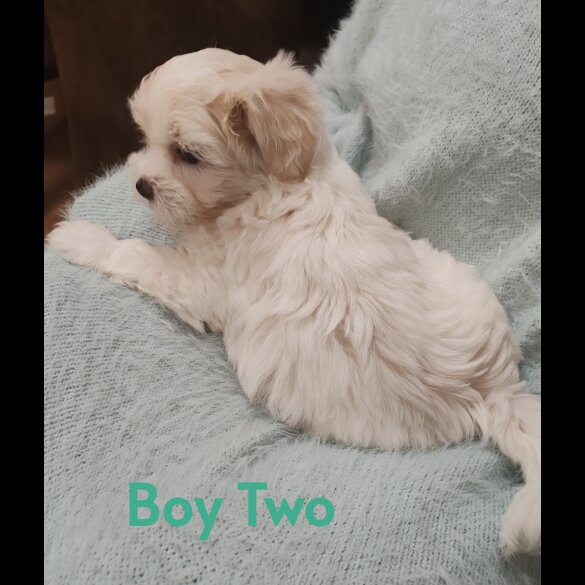 Maltipoo - Both