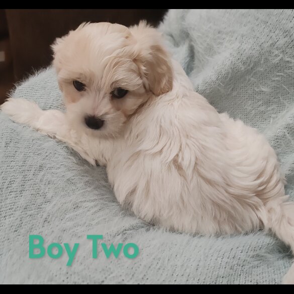 Maltipoo - Both