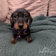 Dachshund (Standard & Miniature) - Both