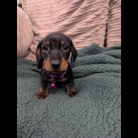 Dachshund (Standard &amp; Miniature) - Both