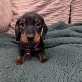 Dachshund (Standard &amp; Miniature) - Both