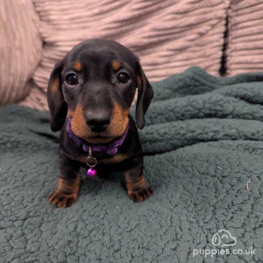 Dachshund (Standard & Miniature) - Both