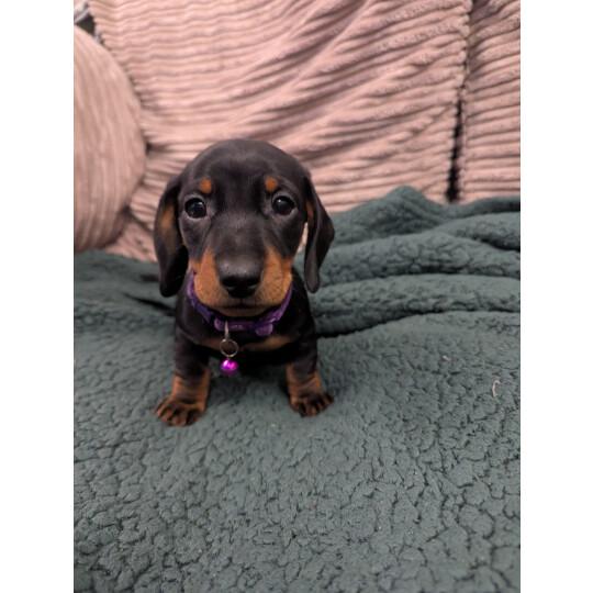 Dachshund (Standard &amp; Miniature) - Both