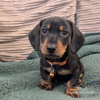 Dachshund (Standard & Miniature) - Both