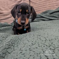 Dachshund (Standard & Miniature) - Both