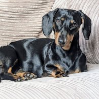 Dachshund (Standard & Miniature) - Both