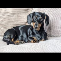 Dachshund (Standard &amp; Miniature) - Both