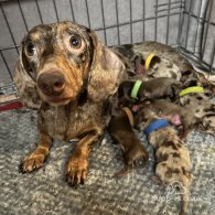 Dachshund (Standard & Miniature) - Both