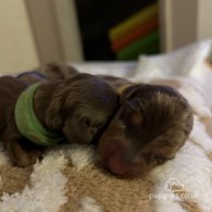 Dachshund (Standard & Miniature) - Both