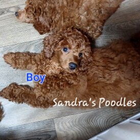 Miniature Poodle - Both