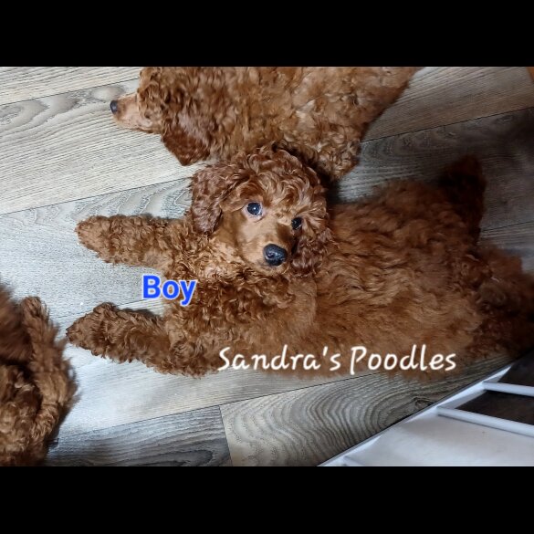 Miniature Poodle - Both