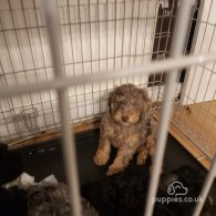 Miniature Poodle - Both