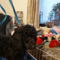 Miniature Poodle - Both