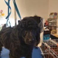 Miniature Poodle - Both