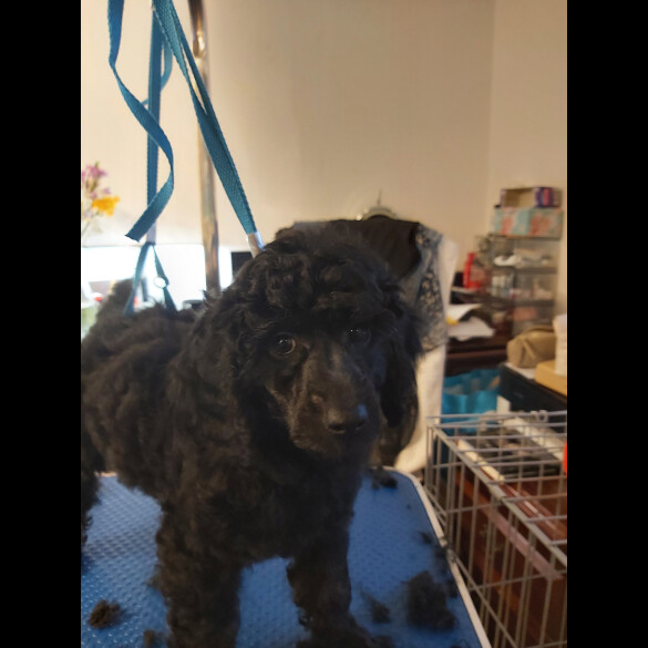 Miniature Poodle - Both