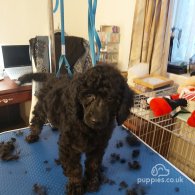 Miniature Poodle - Both