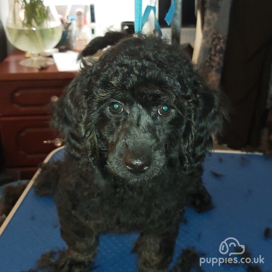 Miniature Poodle - Both