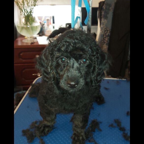 Miniature Poodle - Both