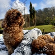 Miniature Poodle - Both