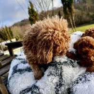 Miniature Poodle - Both