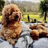 Miniature Poodle - Both