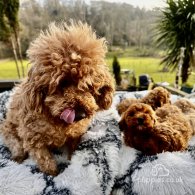 Miniature Poodle - Both