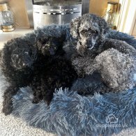 Miniature Poodle - Both