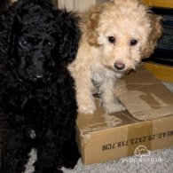 Miniature Poodle - Both