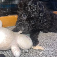 Miniature Poodle - Both