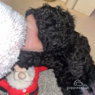 Miniature Poodle - Both