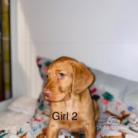 Hungarian Vizsla - Bitches