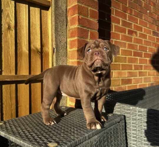 Dorset Olde Tyme Bulldogge