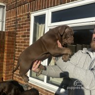 Dorset Olde Tyme Bulldogge - Both